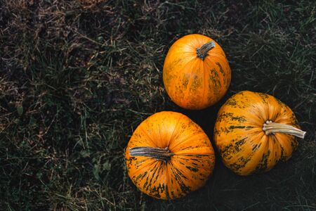 Three ripe pumpkins on a grass background. Thanksgiving card concept. Flat lay. Place for text.の写真素材