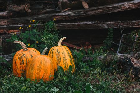 Three ripe pumpkins on a grass background in the country. Thanksgiving card concept.  Place for text.の写真素材