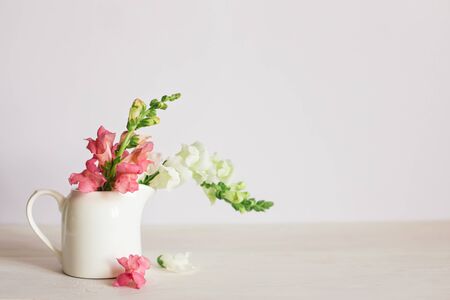 Pink and white flowers of Snapdragon or Antirrhinum majus in a jar on a white background. Place for text.の写真素材