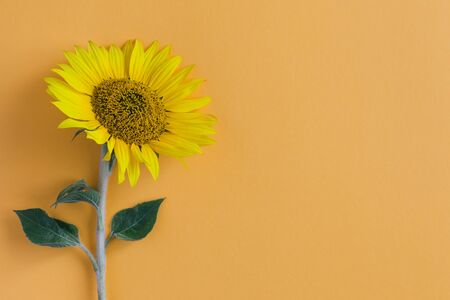 Beautiful yellow sunflower on orange background. Place for text. Close up.の写真素材