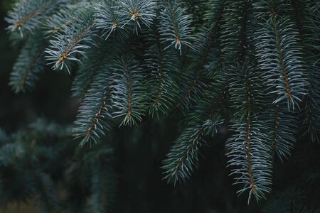 Fluffy branches of a spruce or fir-tree. Christmas wallpaper or postcard concept. Close up. Place for text.の写真素材