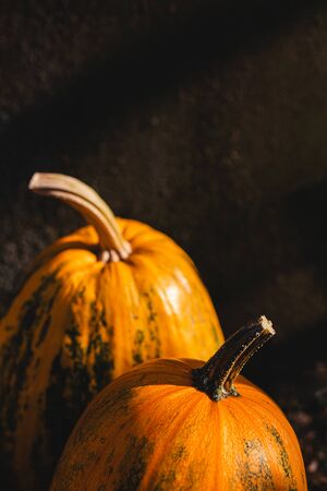 Two ripe orange pumpkins on a dark background. Close up. Place for text.の写真素材