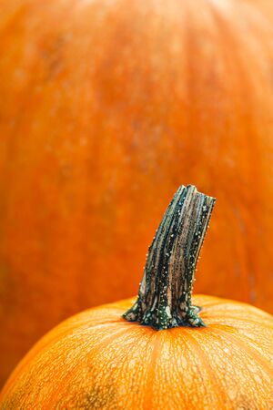 Ripe pumpkin on a orange background. Minimal concept, close up. Place for text.の写真素材