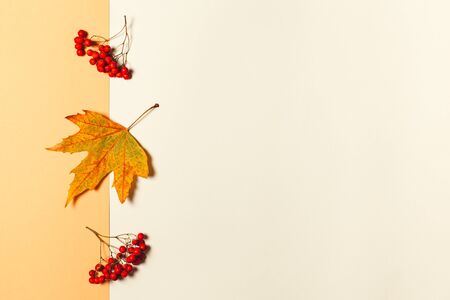 Autumn background with yellow maple leaf and rowan berries. Yellow pastel background. Place for text.の写真素材