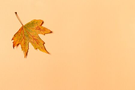 Beautiful autumn maple leaf on a yellow pastel background. Autumn colors. Place for text.  Minimal. Close up.の写真素材