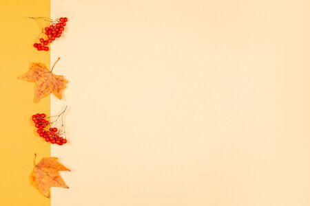 Autumn background with yellow maple leaves and rowan berries. Yellow pastel background. Place for text.の写真素材