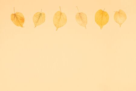 Autumn background with yellow leaves. Yellow pastel background. Place for text. Minimal concept.の写真素材