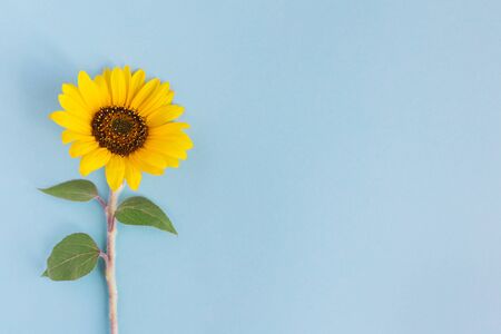 Beautiful yellow sunflower on a blue background. Place for text.の写真素材