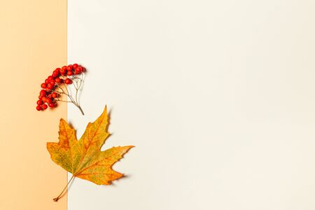 Autumn background with yellow maple leaf and rowan berries. Yellow pastel background. Place for text.の写真素材