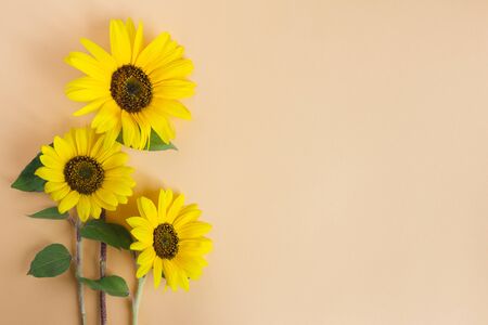 Three beautiful decorative sunflowers on orange pastel background. Place for text.の写真素材