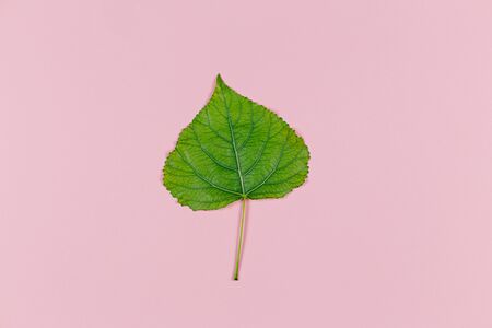 Green leaf on pink pastel background. Minimal concept for freshness, ecology, nature. Flat layの写真素材