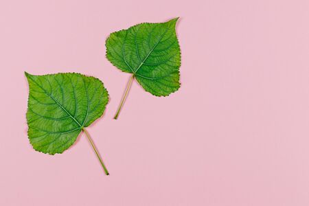 Green leaves on pink pastel background. Minimal concept for freshness, ecology, nature. Flat lay. Place for text.の写真素材