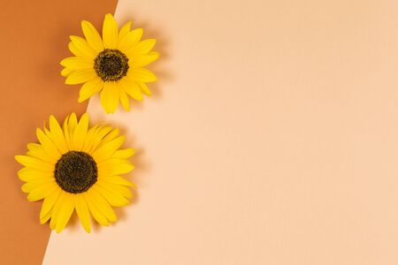 Beautiful decorative  yellow sunflowers on orange brown background. Autumn colors. Flat lay.Place for text. Close up.の写真素材