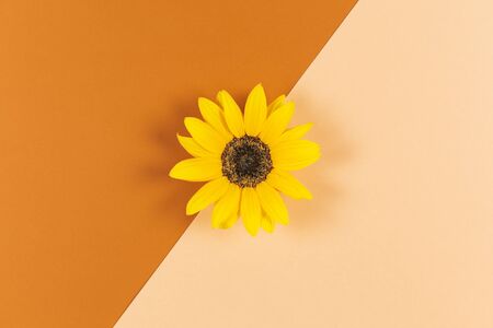 Beautiful decorative  yellow sunflower on orange brown background. Flat lay.Place for text. Close up.の写真素材