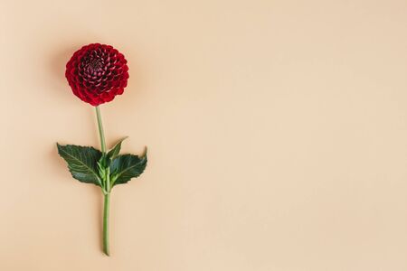 Beautiful red flower of Dahilia on a orange pastel background. Place for text.の写真素材