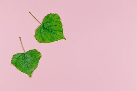 Green leaves on pink pastel background. Poplar leaves. Minimal concept for freshness, ecology, nature. Flat lay. Place for text.の写真素材