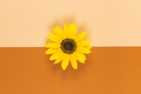 Beautiful decorative  yellow sunflower on orange brown background. Flat lay. Closeup.の写真素材