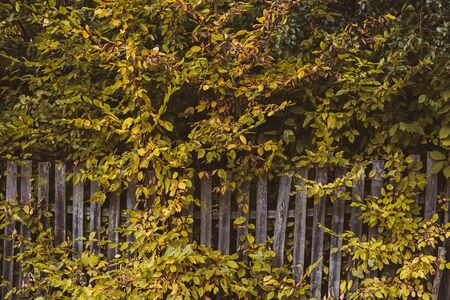 Old wooden fence with yellow bushes. Place fo text.の写真素材