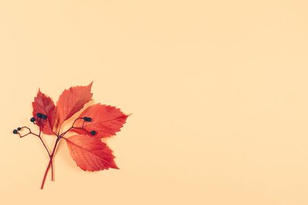 Beautiful  red leaf with dark berries on a peach pastel background. Autumn colors. Place for text.  Minimal. Closeup. の写真素材