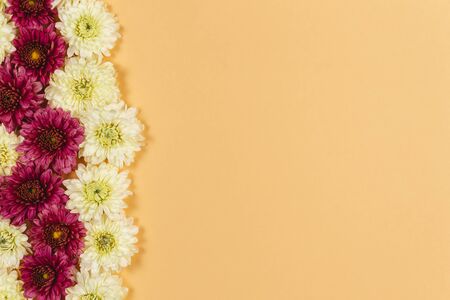 Beautiful cream and maroon flowers of chrysanthemums on peach pastel background.  Flat lay, place for text.の写真素材