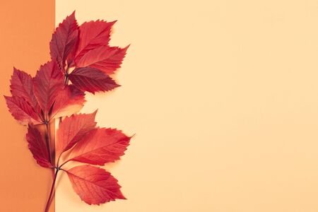Beautiful red leaves on a peach pastel and orange background. Autumn colors. Place for text. Closeup. の写真素材
