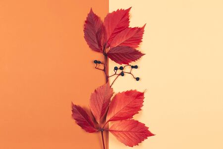 Beautiful  red leaves with dark berries on a peach pastel and orange background. Autumn colors. Place for text. Closeup. の写真素材