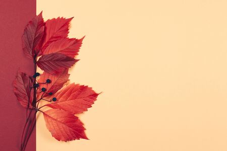 Beautiful autumn red leaves with dark berries on a peach pastel and red background. Autumn colors. Place for text. Closeup. の写真素材