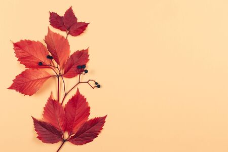 Beautiful autumn red leaves with dark berries on a peach pastel background. Autumn colors. Place for text. Closeup. の写真素材