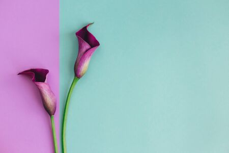 Two beautiful violet calla lilies on turquoise and violet background. Flat lay. Place for text.の写真素材