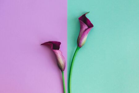 Beautiful violet calla lilies on turquoise and violet background. Flat lay. Place for text.の写真素材