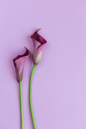 Beautiful magenta calla lilies on pastel purple background. Flat lay. Place for text.の写真素材