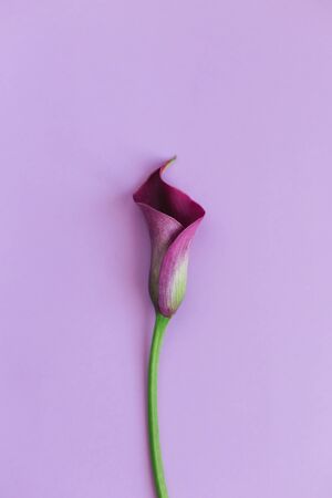 Beautiful magenta calla lily on pastel purple background. Flat lay. Place for text.の写真素材