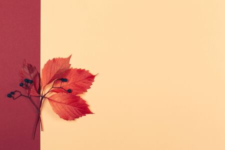 Beautiful autumn red leaves with dark berries on a peach pastel and red background. Autumn colors. Place for text. Closeup. の写真素材