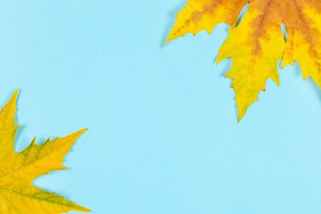 Autumn background. Beautiful autumn maple leaves on blue pastel background.  Place for text.  Minimal. Close up. の写真素材
