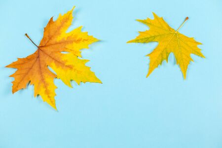 Beautiful autumn maple leaves on blue pastel background. Place for text.  Minimal. Close up. の写真素材
