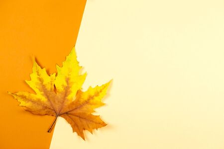 Beautiful marple leaf on a yellow and orange pastel background. Autumn colors. Place for text.  Minimal. Close-up. の写真素材