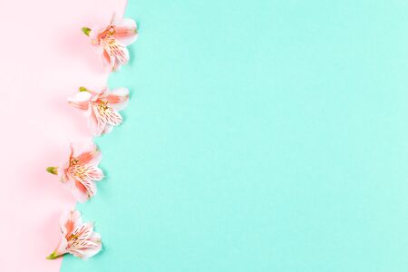 Beautiful pink flowers of Alstroemeria on turquoise and pink pastel background. Flat lay. Place for text.の写真素材