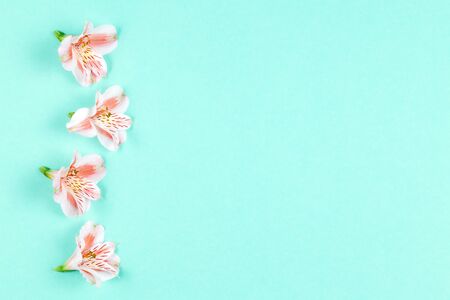Beautiful pink flowers of Alstroemeria on turquoise background. Flat lay. Place for text.の写真素材