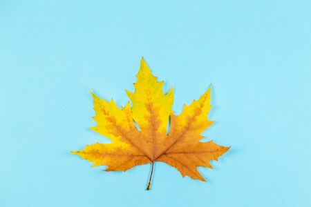 Beautiful autumn maple leaf on blue pastel background.  Place for text.  Minimal. Close up. の写真素材