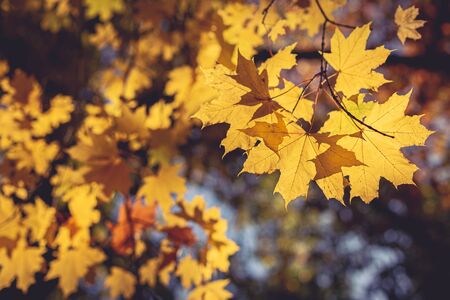 Beautiful autumn maple tree with yellow leaves and sun. Colorful foliage in the park. の写真素材