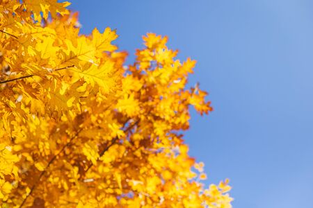 Beautiful autumn oak tree with golden leaves on a sun and blue sky. Selective focus.の写真素材