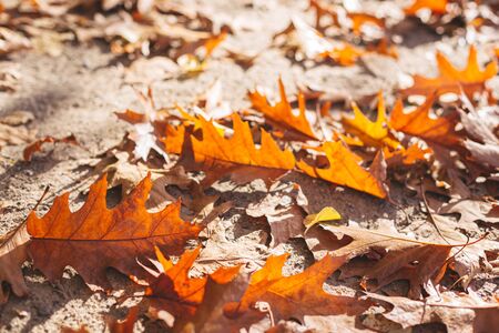 Fallen dry oak leaves in the autumn park on a sunny day. Close-up. Selective focus.の写真素材