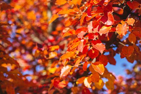 Beautiful autumn tree with red and orange leaves on a sun and blue sky. Selective focus.の写真素材