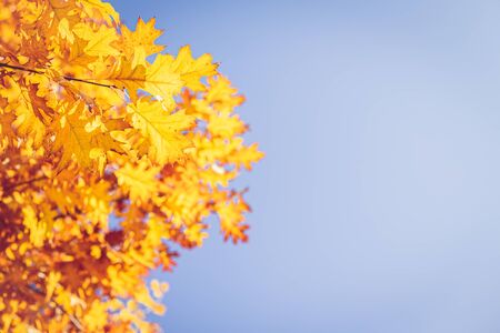 Beautiful autumn oak tree with golden leaves on a sun and blue sky. Selective focus. Place for text.の写真素材