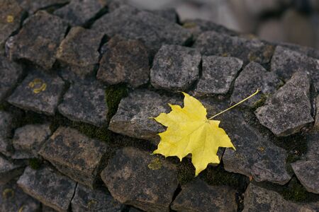 Yellow maple leaf on dark stone wall. Close-up. Place for text.の写真素材