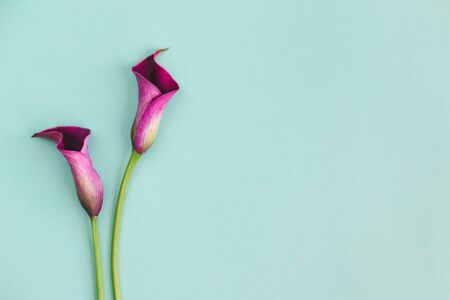 Beautiful violet calla lilies on turquoise background. Flat lay. Place for text.の写真素材