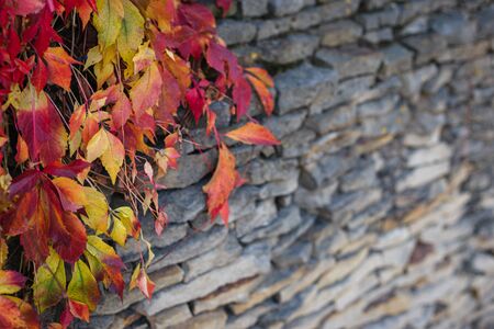 Beautiful red and yellow autumn leaves on dark stone wall.  Place for text.の写真素材