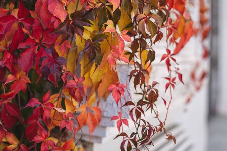 Beautiful red and yellow autumn leaves on the white wall. Selective focus.の写真素材