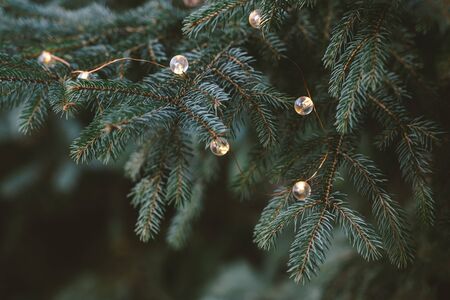 Fluffy branches of a spruce or fir-tree with christmas lights. Christmas wallpaper or postcard concept. Close-up. Place for text.の写真素材
