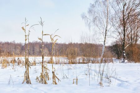 Winter landscape with dry plants and falling snow. Winter background or wallpaper.の写真素材